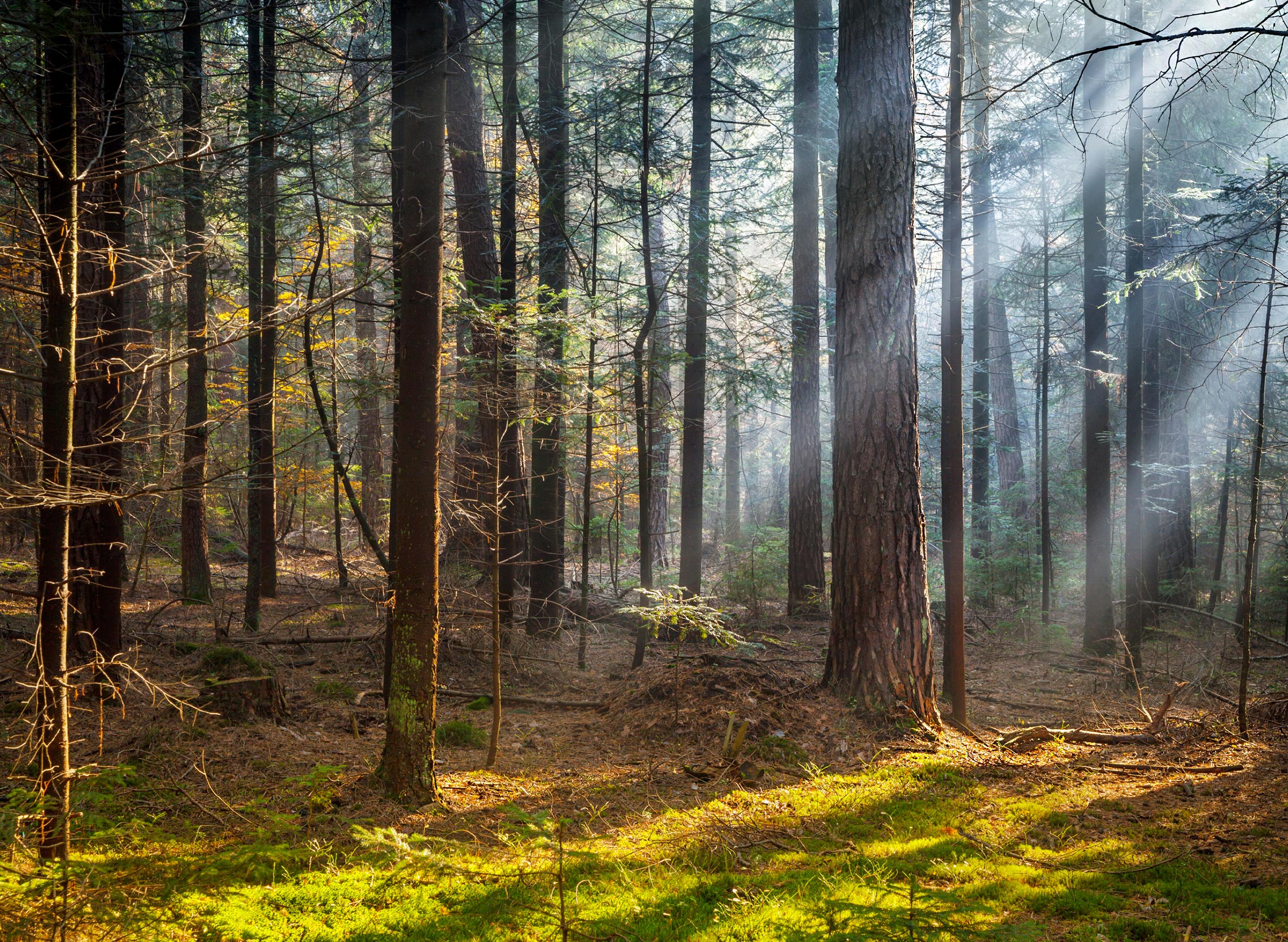 Deep forest