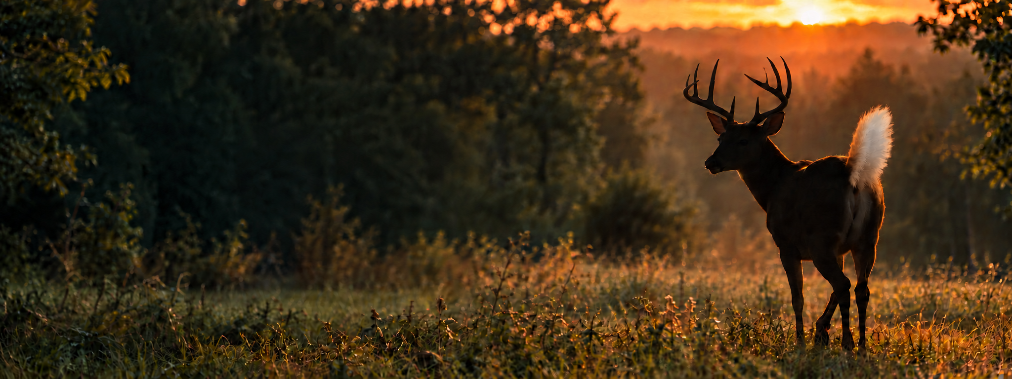 Whitetail deer silhouette with raised white tail